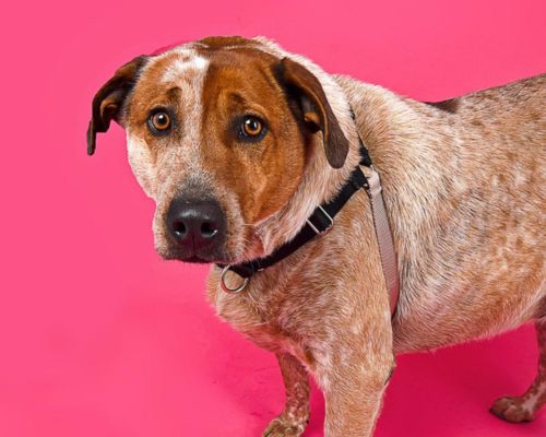 Large speckled dog