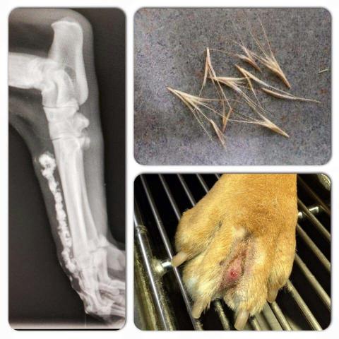 fox tail seeds, x ray image of dog leg bone with imbedded foxtail.