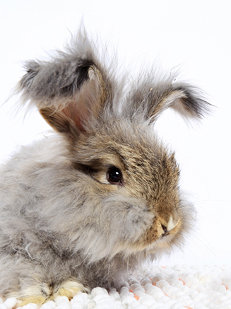 long hair rabbit