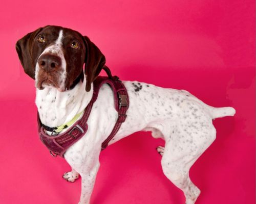 Large white dog with brown face