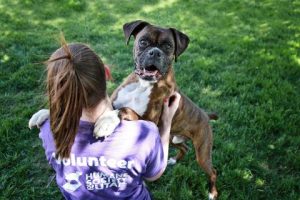 volunteer with a brindle boxer who looks happy