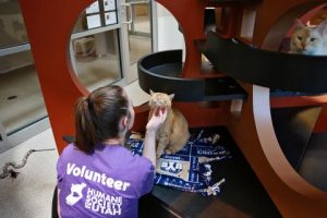 volunteer petting a cat