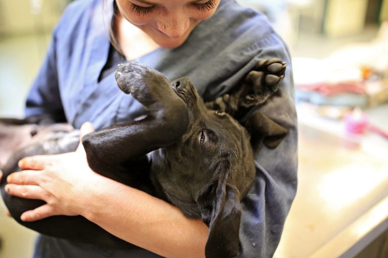 vet tech
