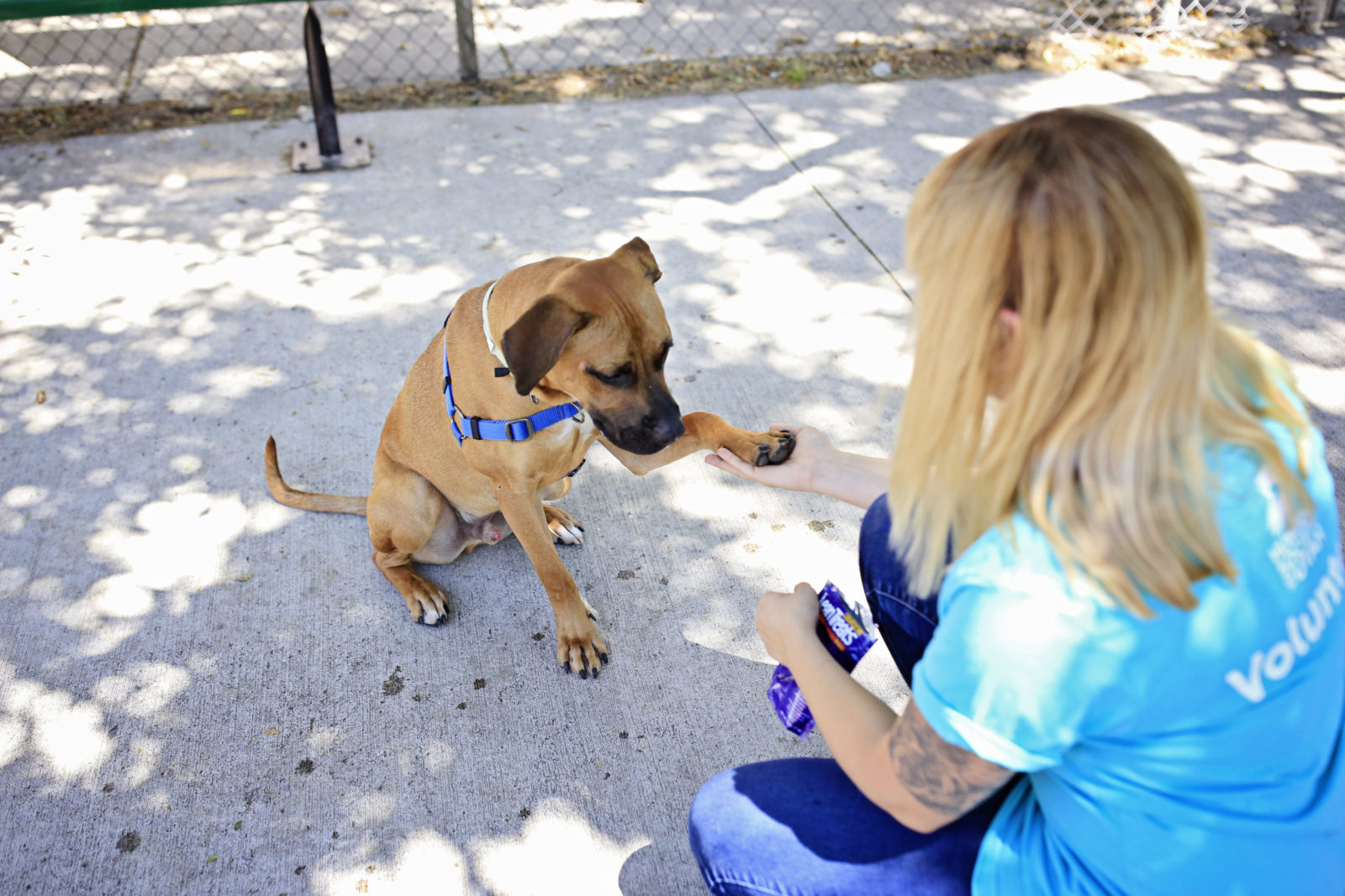 dog shaking with volunteer