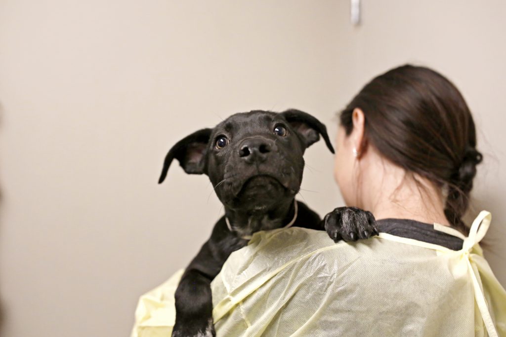 Person wearing PPE holding a puppy