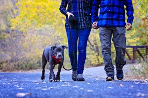 couple walking with their dog