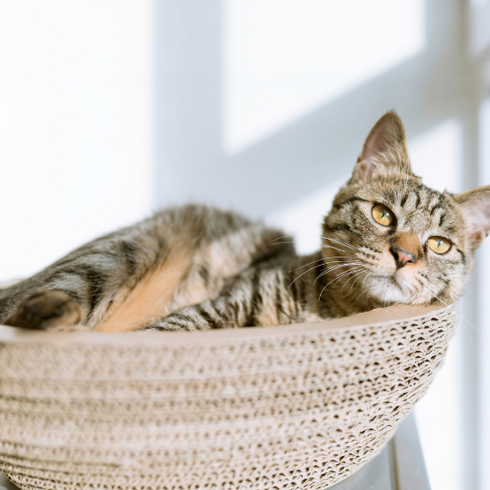 Tabby cat resting comfortably in a woven basket near a sunny window.