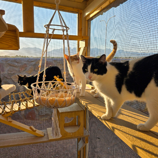 Three cats exploring a secure outdoor catio enclosure with climbing shelves.