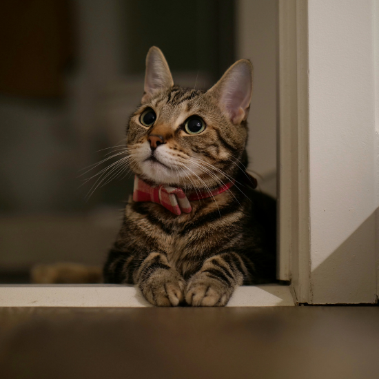 How Daily Lifestyle Choices Impact Your Cat’s Lifespan