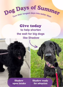 give today to help big dogs