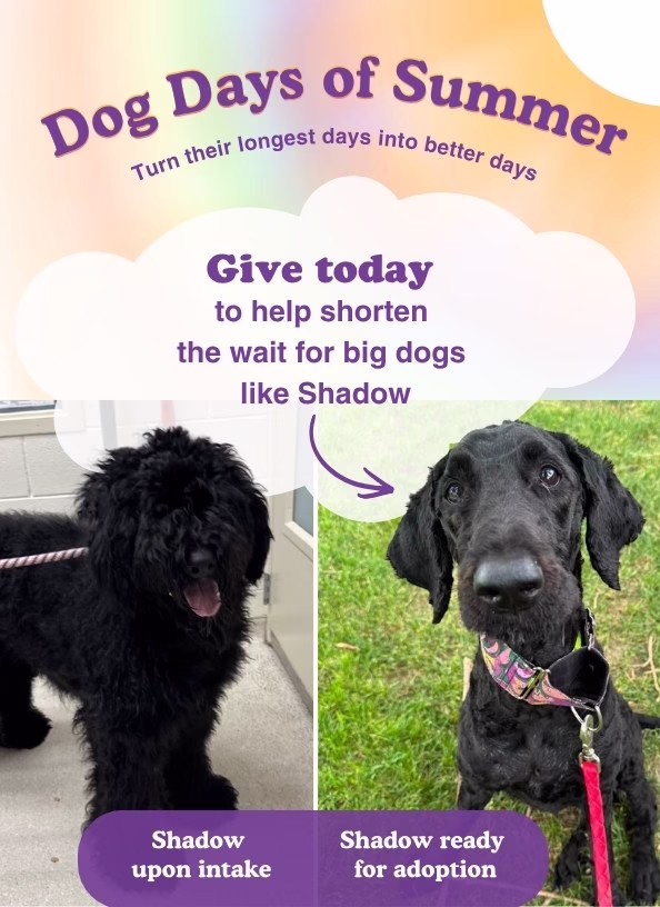 give today to help big dogs