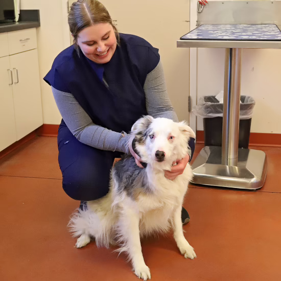 Veterinary staff member gently holding a dog during a clinic visit, supporting keeping pets with their families through accessible care
