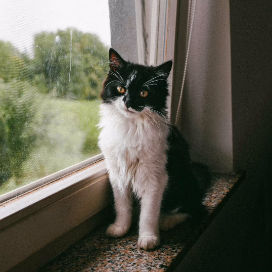 The benefits of fresh air for indoor cats can be safely achieved through means such as screened windows or supervised outdoor time. This black and white cat is enjoying fresh air through a window.