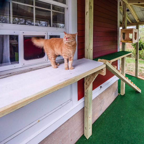 An orange cat enjoys fresh air inside their outdoor catio.