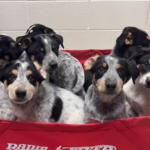 Keeping Pets with Their Families: How the Humane Society of Utah Supports Pet Retention 