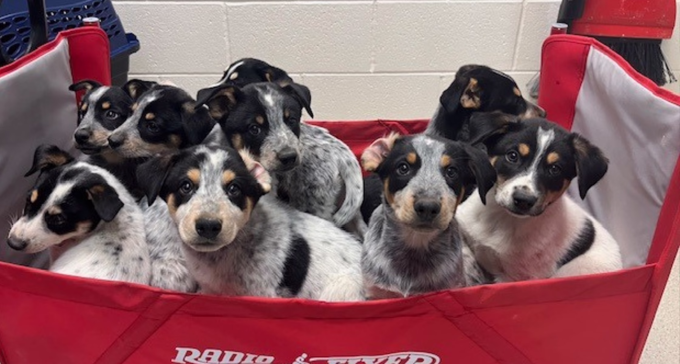 Keeping Pets with Their Families: How the Humane Society of Utah Supports Pet Retention 