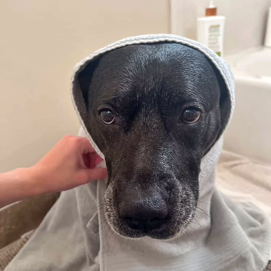 Diamond, a black bully breed mix, looks into the camera sardonically, wrapped in a towel following a bath.