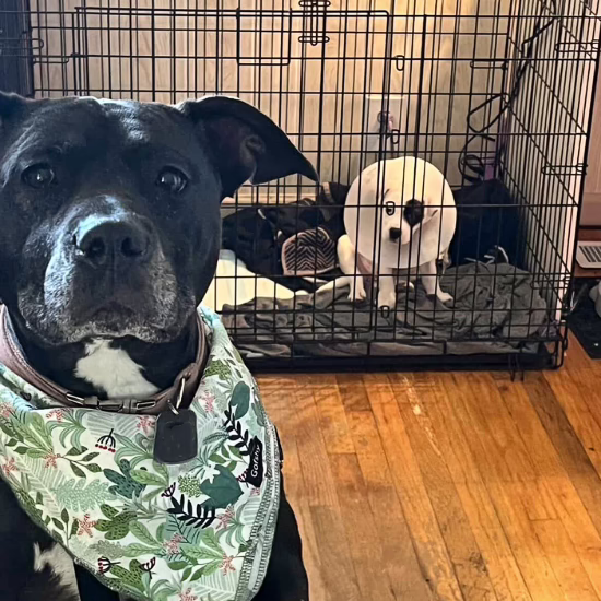 Diamond isn't the only pup who went from foster to family... her little sister Luma, did, too!
