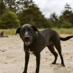 From Shelter Pup to Adventure Dog: Max’s Story