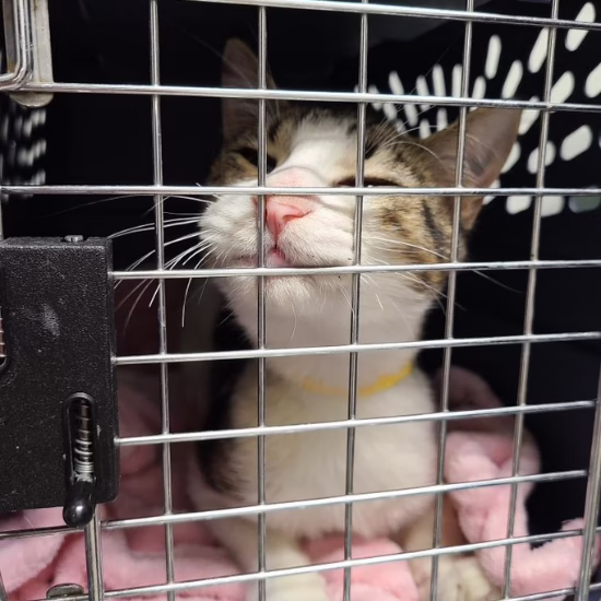 Tabby and white cat sitting inside a pet carrier at the Humane Society of Utah after safe transport, highlighting the importance of microchipping pets in Utah during National Chip Your Pet Month.