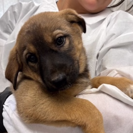 Young brown mixed-breed puppy being held by Humane Society of Utah staff before veterinary care, promoting affordable pet microchipping and lost pet prevention in Utah.