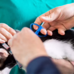 National Chip Your Pet Month: Why Microchipping Your Pet Matters