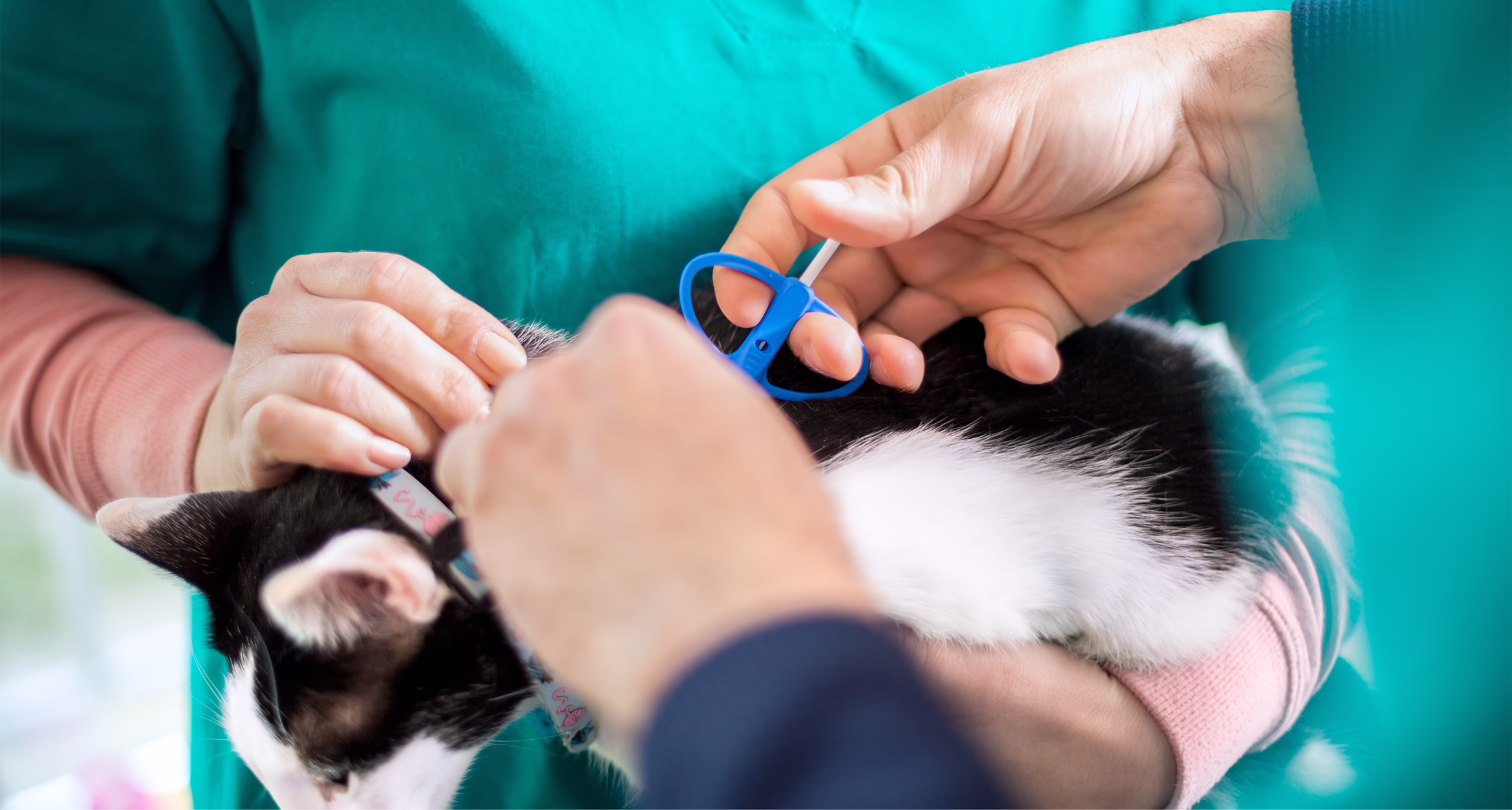 National Chip Your Pet Month: Why Microchipping Your Pet Matters