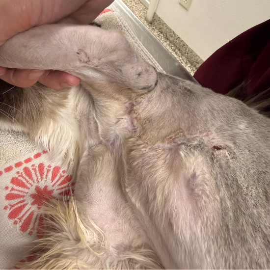 A community cat named Rudy is shaved at the Humane Society of Utah's St. George Clinic to inspect how an injury behind his front arm is healing.
