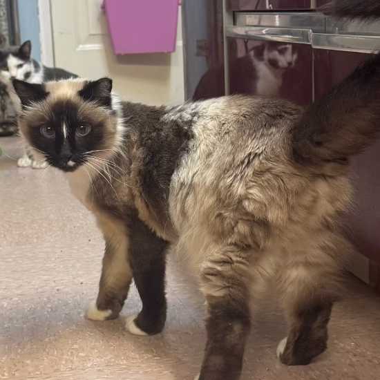 Rudy's story takes a turn for the better as he walks around in the Humane Society of Utah's St. George Clinic.