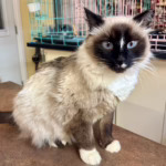 Rudy’s Story: A Community Cat’s Second Chance