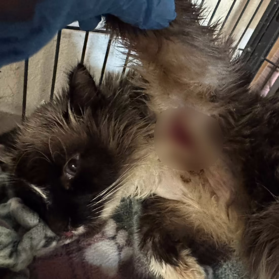Rudy's story is further complicated by a multi-drug resistant infection, which will not allow the wound under his arm to close.