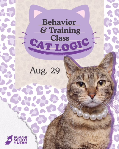 Cat Logic Class