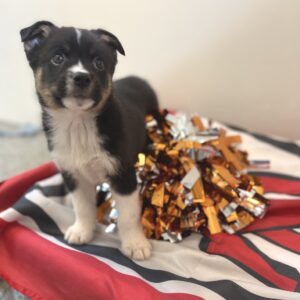 Black and tan puppy looking up