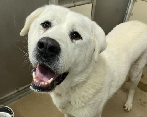 Large white dog