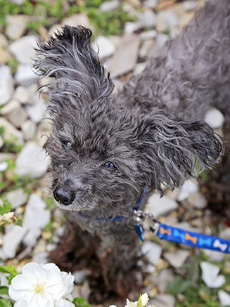 A Senior Dog’s Pawsome Glow-Up: Jagger’s Story