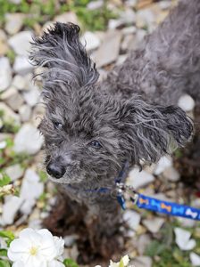 black poodle outside