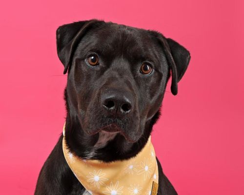 Large dog with bandana