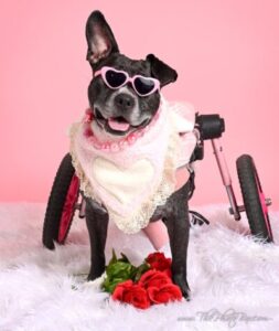 valentines photo shoot