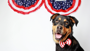 patriotic dog