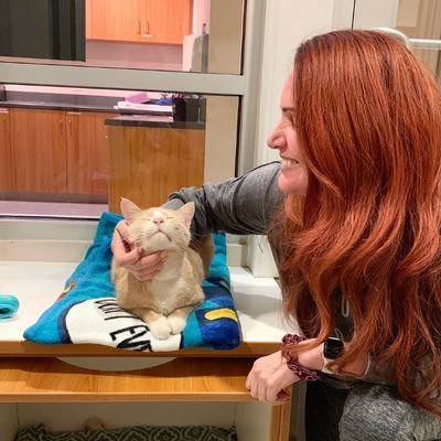 Women looks at shelter cat while giving it chin scratches in Kitty City.