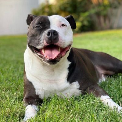 Smiling dog with big blocky heads lays in grass. 