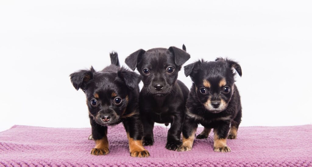 3 small puppies pose a purple blanket. 