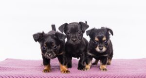 3 small puppies pose a purple blanket.