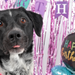 Black and white dog in front of birthday decorations