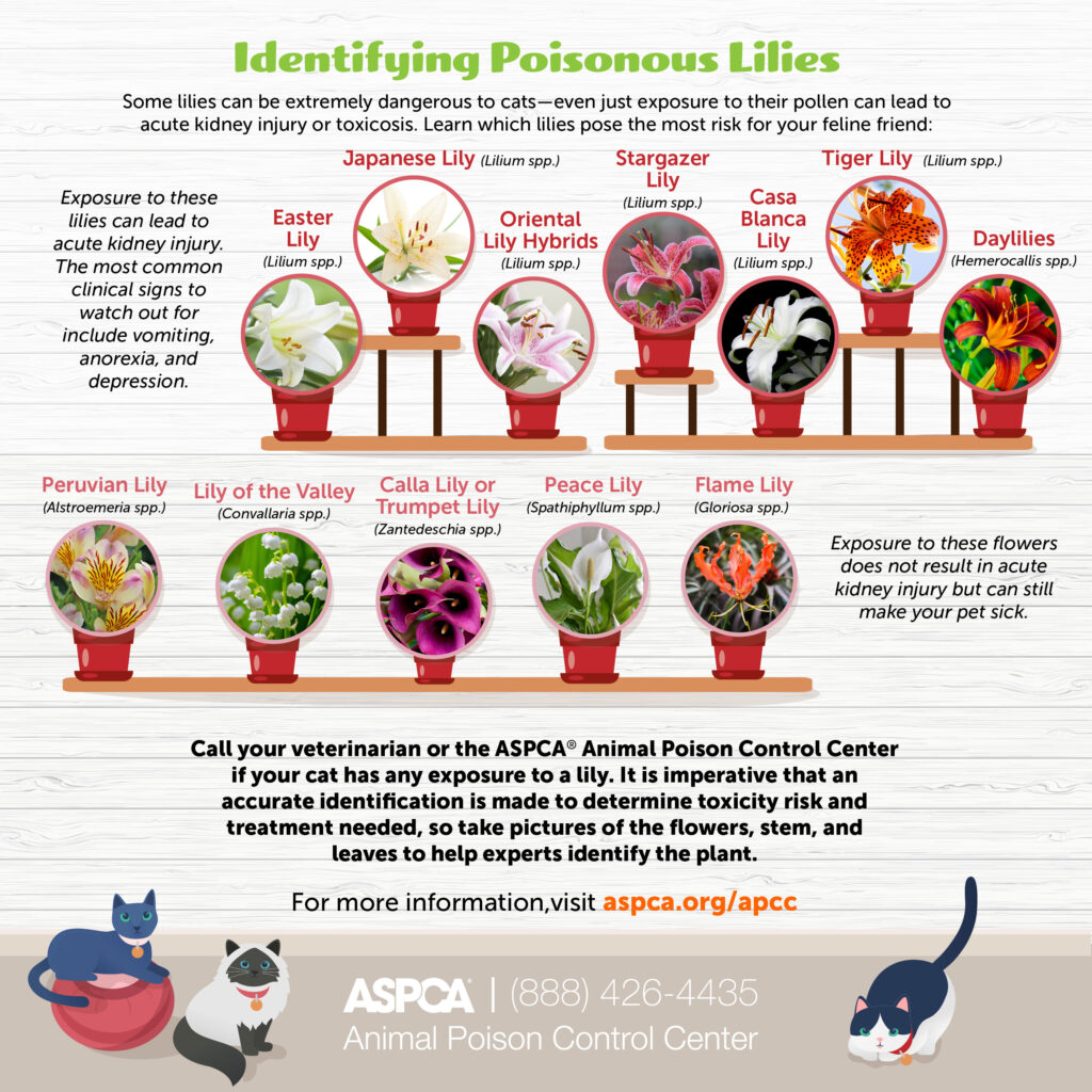 nfographic by the ASPCA for Pet Poison Prevention Month. Identifing Poisonous Lilies for cats. 