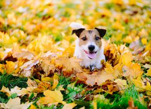 happy dog playing in leaves