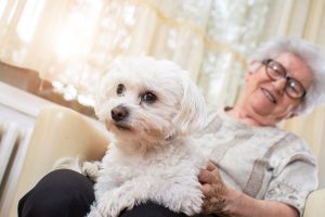 white fluffy small dog and his person