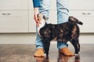 cat being petted by a person