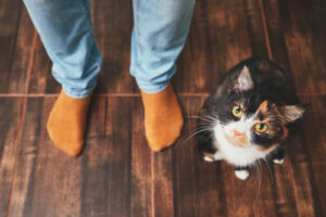 cat at the feet of a person