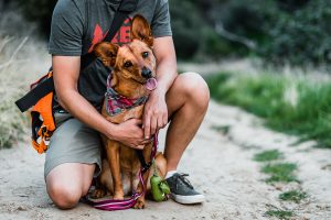 dog hiking with a person